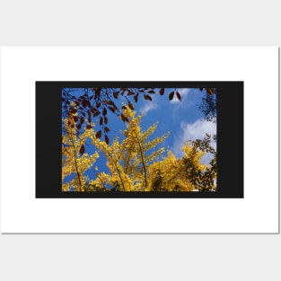 golden gingko tree Posters and Art